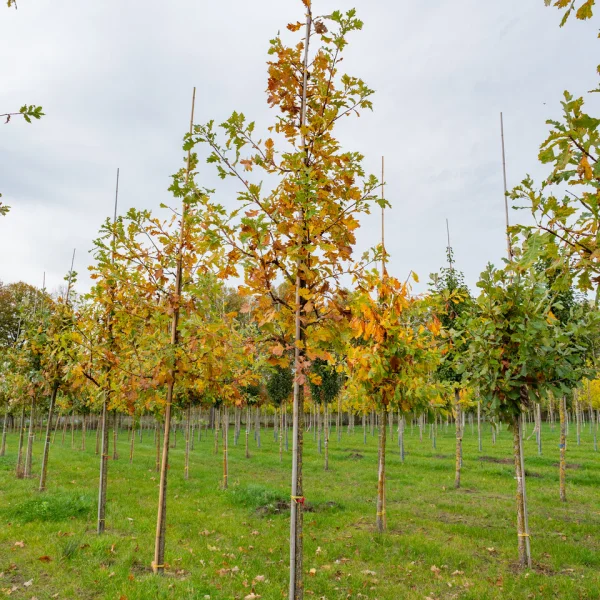 Quercus macrocarpa &ndash; dub velkoplodý