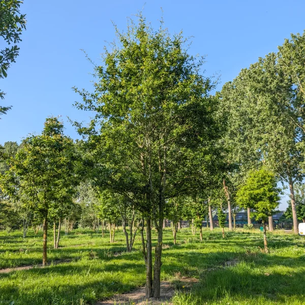 Quercus nigra &ndash; dub černý
