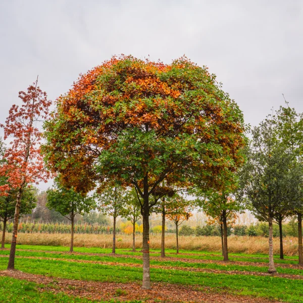 Quercus palustris 'Compacta' &ndash; Quercus palustris 'Compacta'