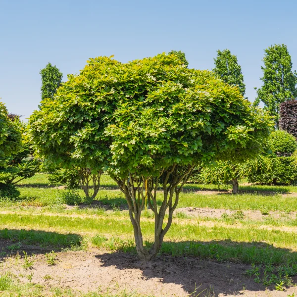 Quercus palustris 'Green Dwarf' &ndash; dub bahenní 'Green Dwarf'