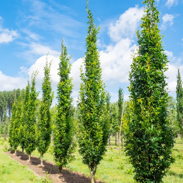 Quercus palustris GREEN PILLAR ('Pringreen') &ndash; dub bahenní GREEN PILLAR ('Pringreen')