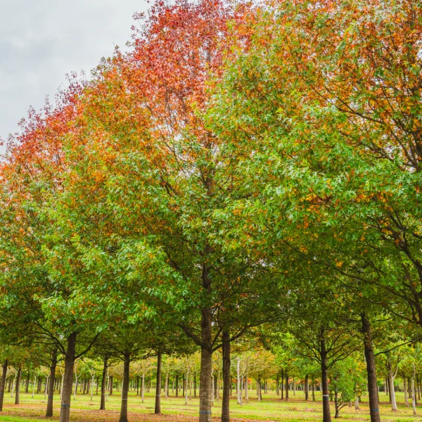 Quercus palustris 'Helmond's Red Globe' &ndash; dub bahenní 'Helmond's Red Globe'