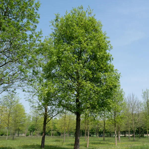Quercus pubescens &ndash; dub pýřitý