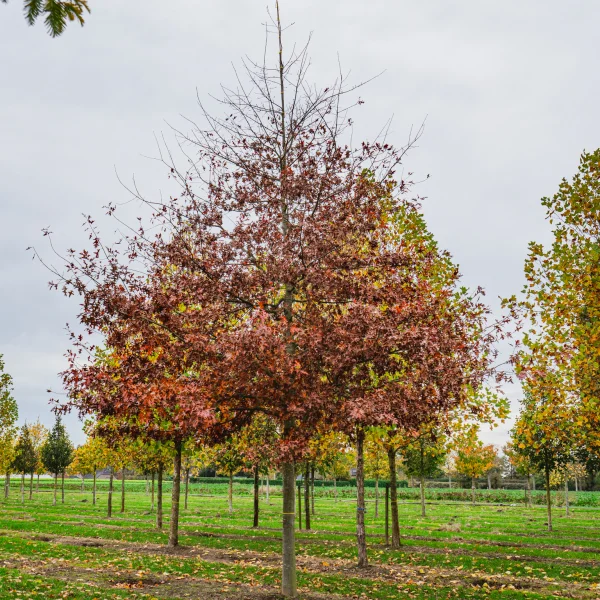 Quercus palustris TREEVOLUTION® 'Woodside Splendor' &ndash; dub bahenní 'Woodside Splendor'