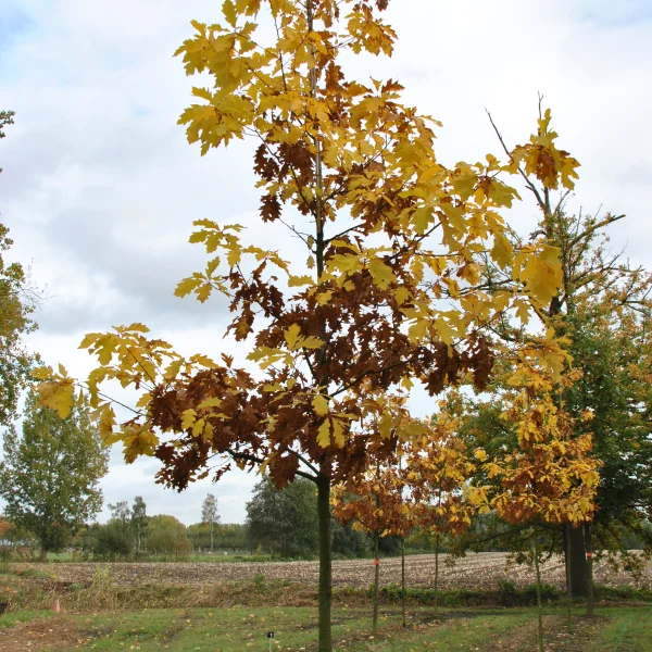 Quercus rubra 'Magic Fire' &ndash; dub červený 'Magic Fire'