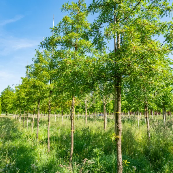 Quercus robur 'Pectinata' &ndash; dub letní  'Pectinata'