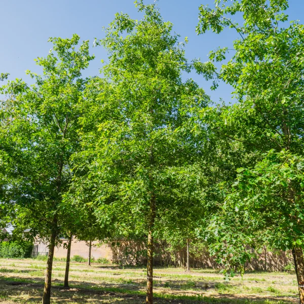 Quercus shumardii &ndash; dub Shumardův