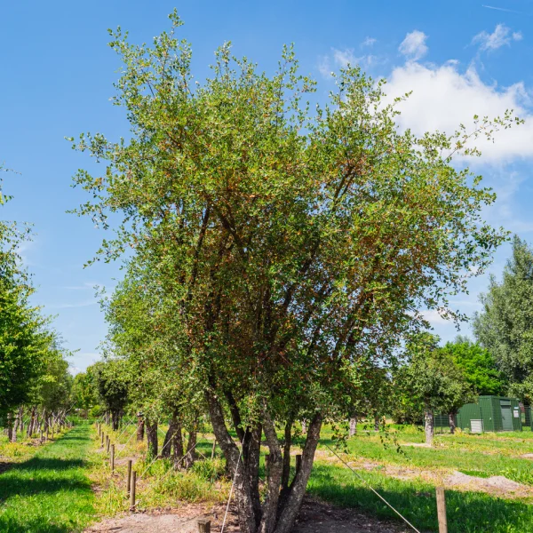 Quercus suber &ndash; dub korkový