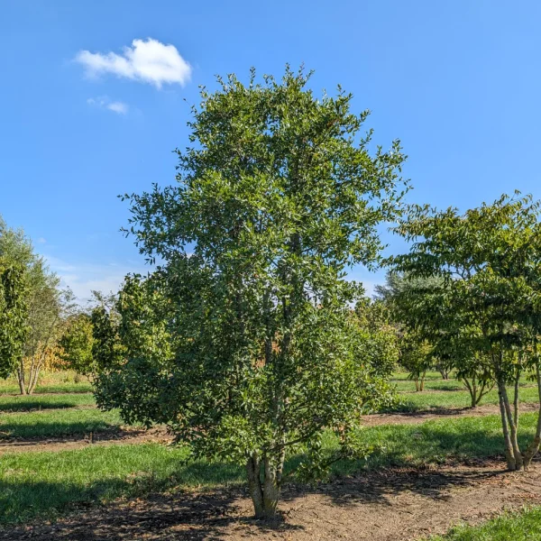 Quercus trojana &ndash; dub trojský
