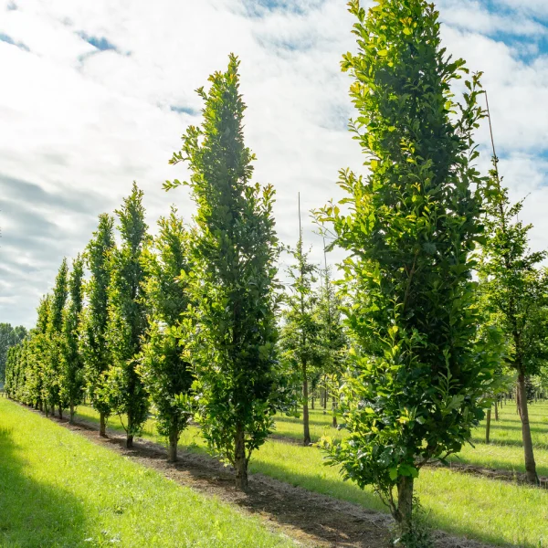 Quercus ×warei 'Wind Candle' &ndash; dub křížený 'Wind Candle'