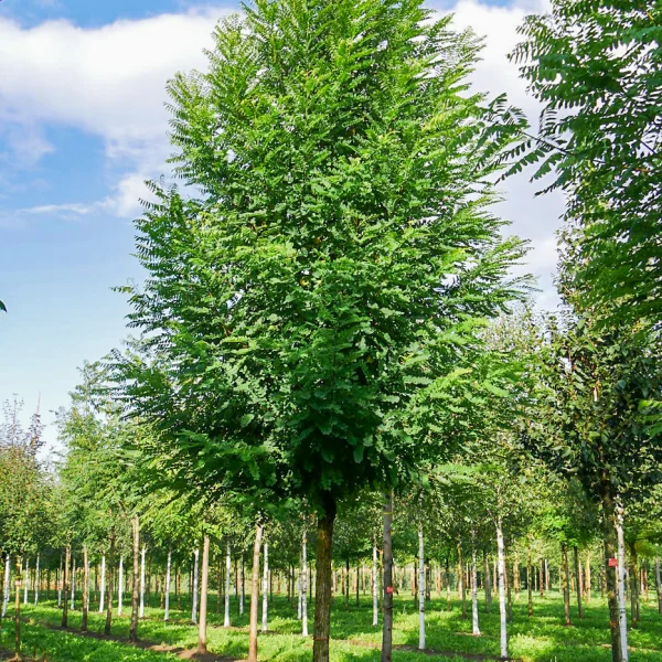 Robinia pseudoacacia 'Bessoniana' &ndash; trnovník akát 'Bessoniana'