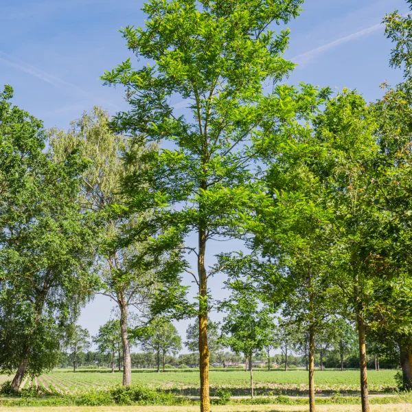 Robinia pseudoacacia 'Bessoniana' &ndash; trnovník akát 'Bessoniana'