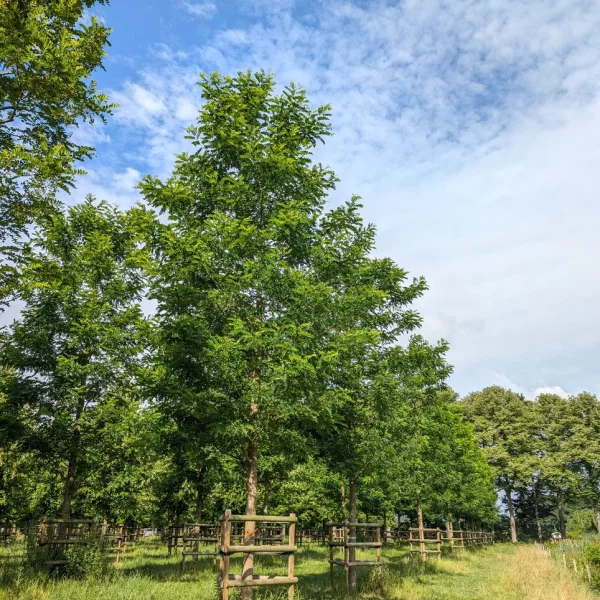 Robinia pseudoacacia 'Nyirségi' – trnovník akát 'Nyirségi'