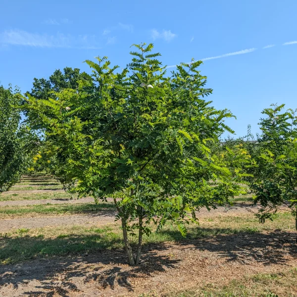 Robinia viscosa &ndash; trnovník lepkavý