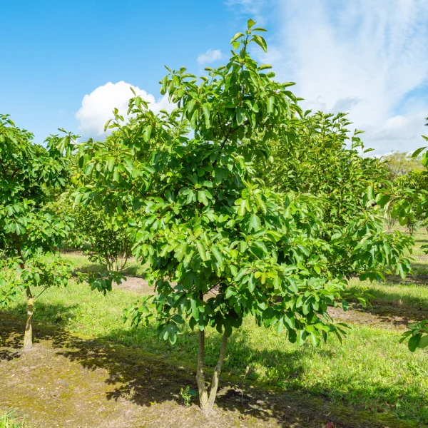 Sassafras albidum &ndash; kašťa bělavá