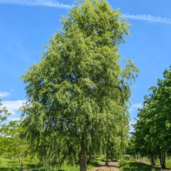 Salix ×sepulcralis 'Chrysocoma' &ndash; smuteční vrba 'Chrysocoma'