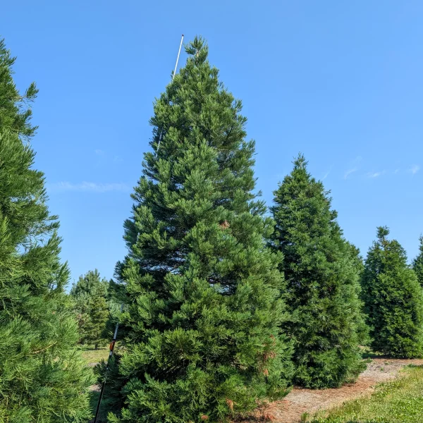 Sequoiadendron giganteum &ndash; sekvojovec obrovský