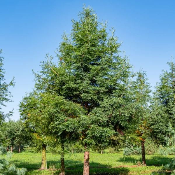 Sequoia sempervirens 'Winter Blue' &ndash; sekvoj vždyzelená 'Winter Blue'