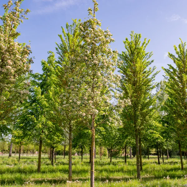 Sorbus aria 'Magnifica' &ndash; jeřáb muk 'Magnifica'