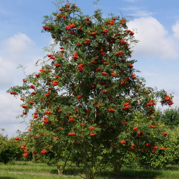 Sorbus aucuparia &ndash; jeřáb ptačí