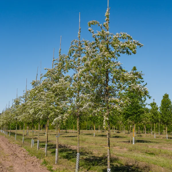 Sorbus folgneri 'Emiel' &ndash; jeřáb Folgnerův 'Emiel'