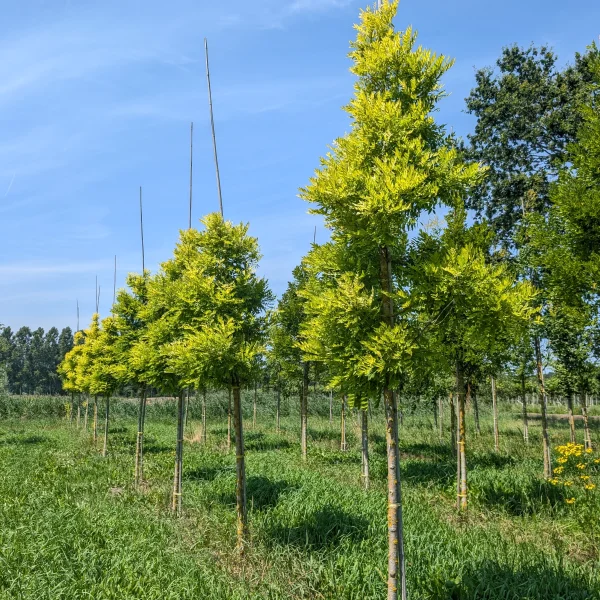 Styphnolobium japonicum 'Gold Standard' &ndash; jerlín japonský 'Golden Standard'