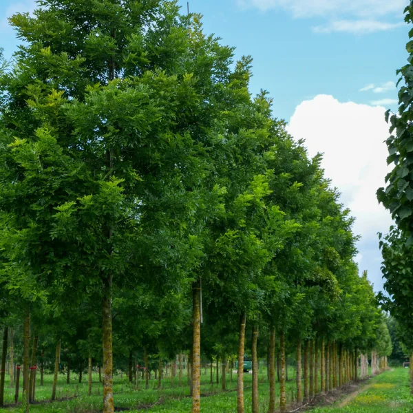 Styphnolobium japonicum PRINCETON UPRIGHT ('Fleright') &ndash; jerlín japonský PRINCETON UPRIGHT ('Fleright')