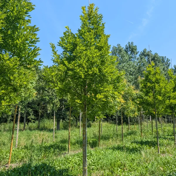 Styphnolobium japonicum PRINCETON UPRIGHT ('Fleright') &ndash; jerlín japonský PRINCETON UPRIGHT ('Fleright')