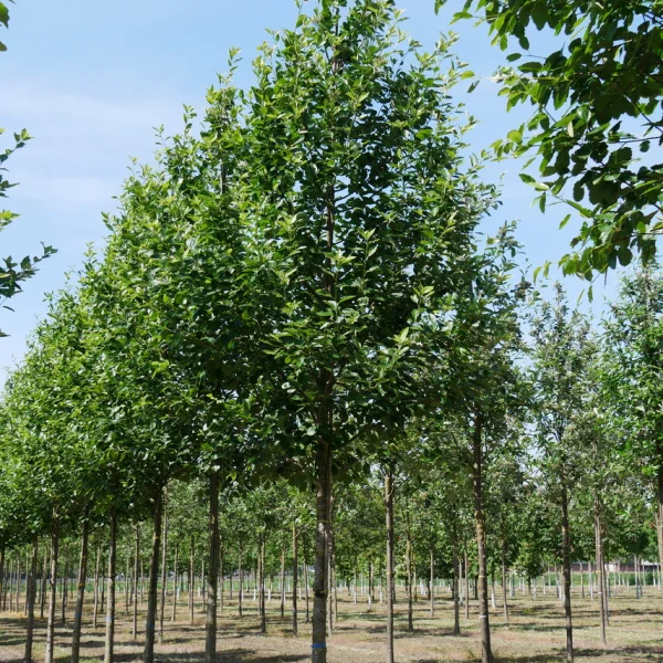 Sorbus latifolia 'Henk Vink' &ndash; jeřáb širolistý 'Henk Vink'
