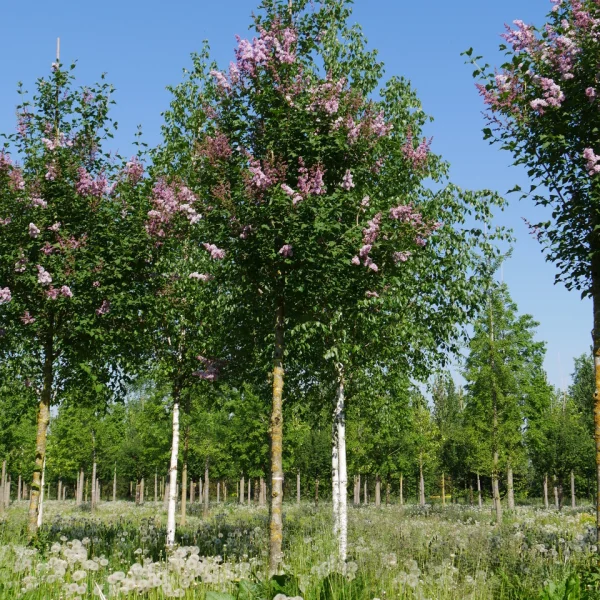 Syringa josikaea &ndash; šeřík karpatský