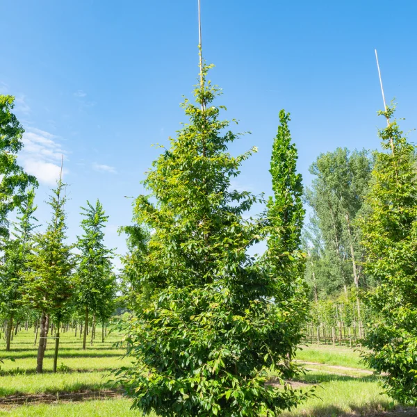Sycopsis sinensis &ndash; sycopsis čínský