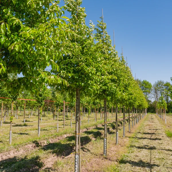 Sycoparrotia semidecidua 'Prins Claus' &ndash; sykoparocie 'Prins Claus'