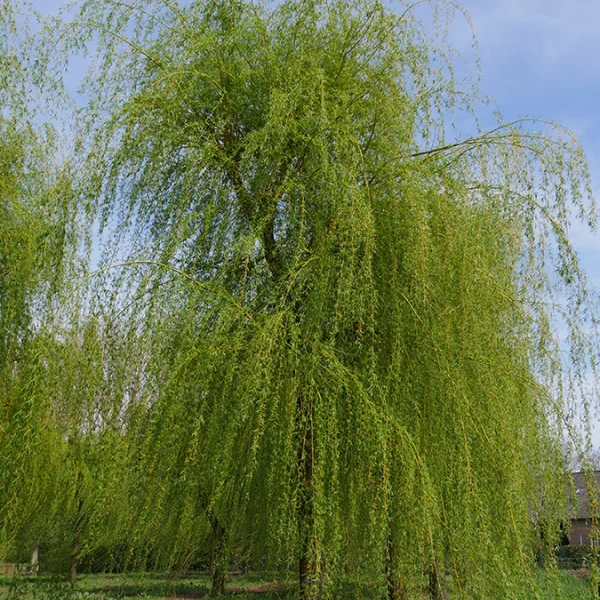 Salix ×sepulcralis 'Chrysocoma' – smuteční vrba 'Chrysocoma'