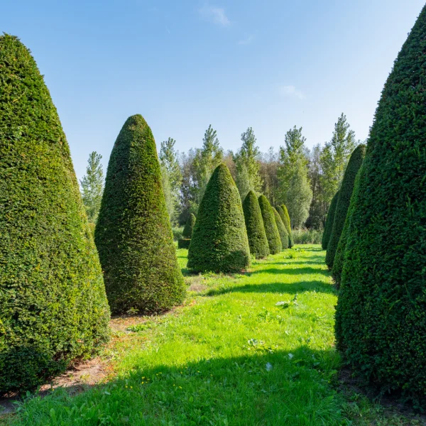 Taxus baccata – Tis červený