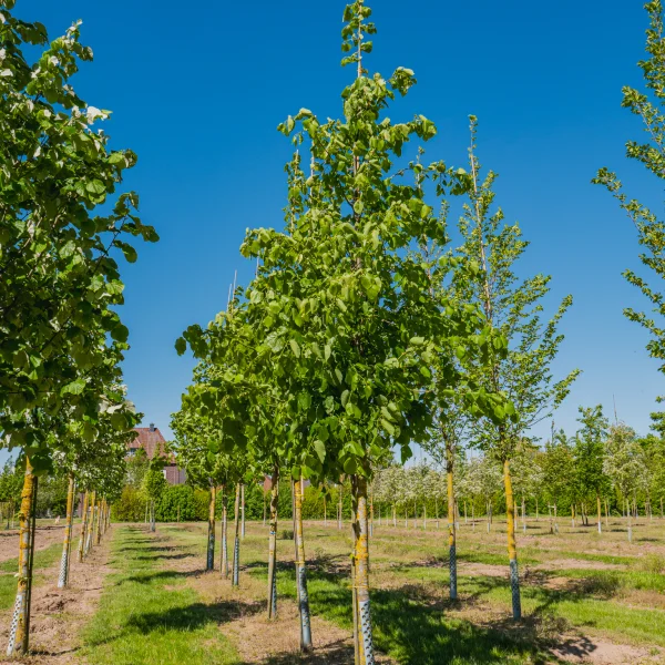 Tilia americana 'Moltkei' &ndash; lípa americká 'Moltkei'