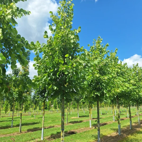 Tilia americana 'Redmond' &ndash; lípa americká 'Redmond'