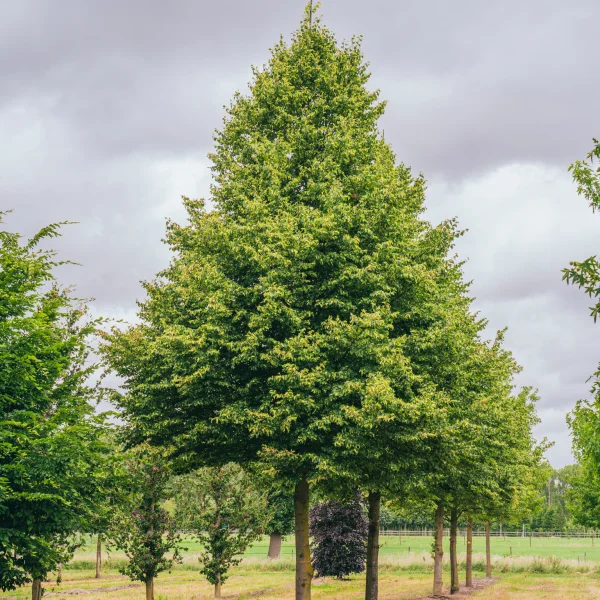 Tilia cordata 'Böhlje' &ndash; lípa srdčitá 'Böhlje'
