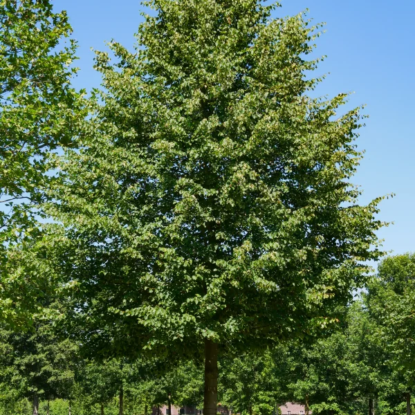 Tilia cordata 'Greenspire' &ndash; lípa srdčitá 'Greenspire'