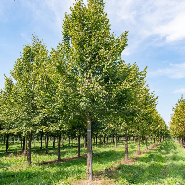 Tilia cordata 'Rancho' &ndash; lípa srdčitá 'Rancho'