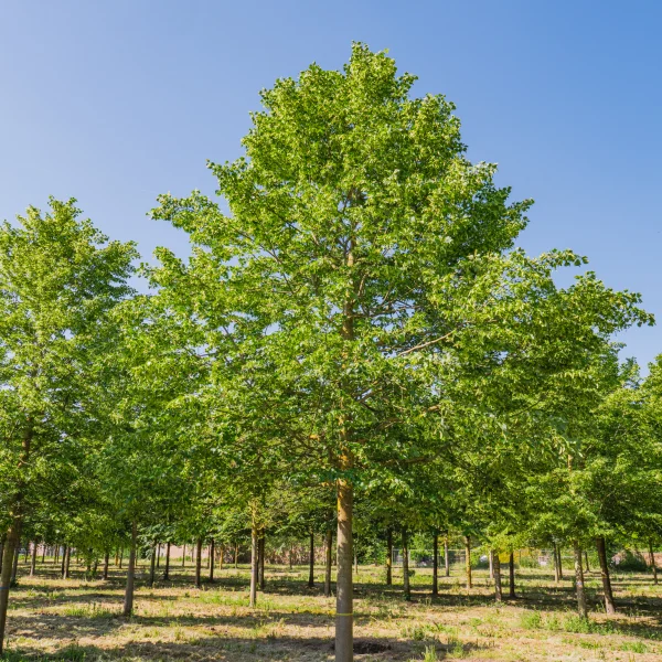 Tilia cordata 'Rancho' &ndash; lípa srdčitá 'Rancho'
