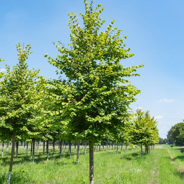 Tilia cordata 'Winter Orange' &ndash; lípa srdčitá 'Winter Orange'