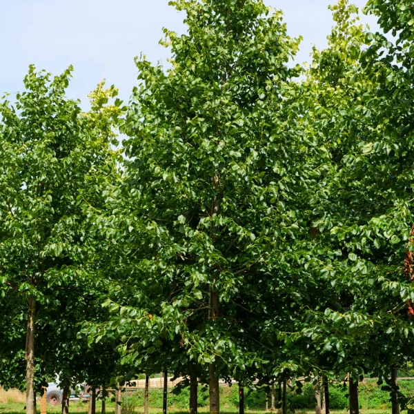 Tilia ×europaea 'Euchlora' &ndash; lípa evropská 'Euchlora'
