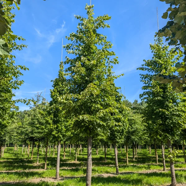 Tilia ×flavescens 'Glenleven' &ndash; lípa žlutavá 'Glenleven'