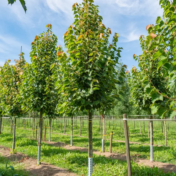 Tilia henryana – lípa Henryho