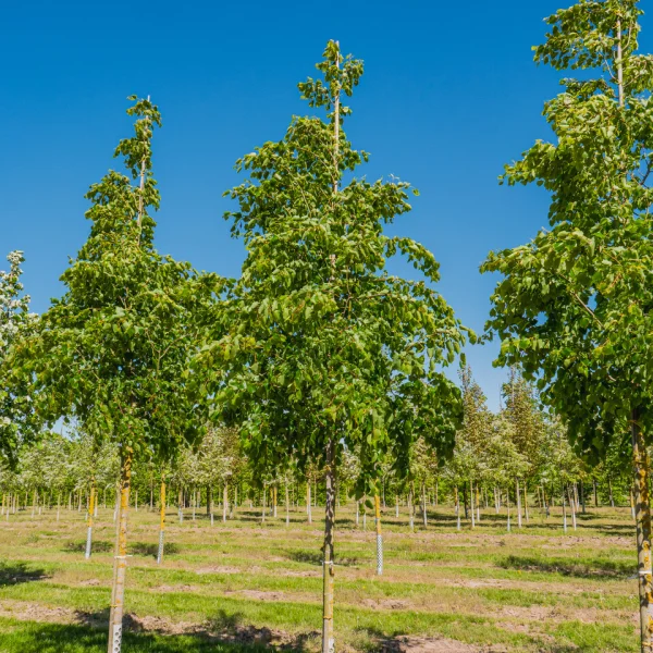 Tilia mongolica 'Buda' &ndash; lípa mongolská 'Buda'