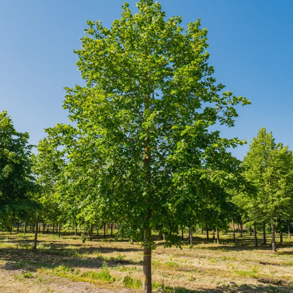 Tilia platyphyllos &ndash; lípa velkolistá