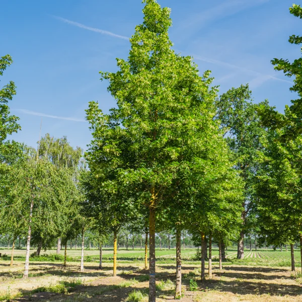 Tilia platyphyllos 'Örebro' &ndash; lípa velkolistá 'Örebro'