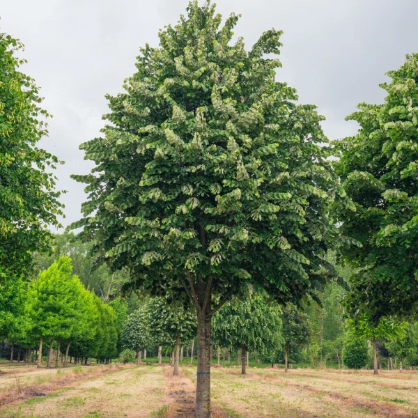 Tilia tomentosa 'Brabant' &ndash; lípa stříbrná 'Brabant'