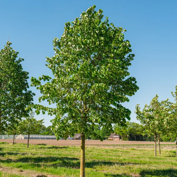 Tilia tomentosa 'Doornik' &ndash; lípa stříbrná 'Doornik'