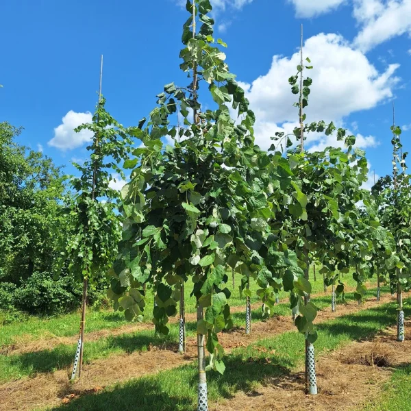 Tilia tomentosa 'Pendula' &ndash; lípa stříbrná 'Pendula'